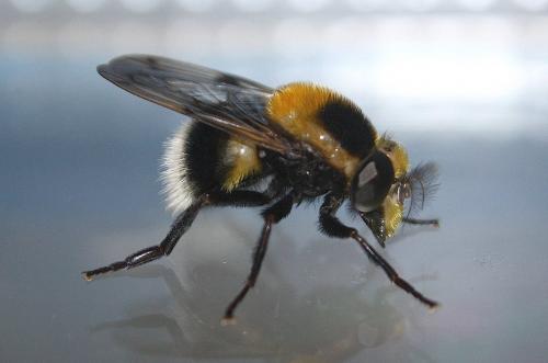 Volucella bombylans